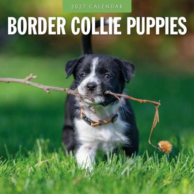 Border Collie Puppies Kalender 2027