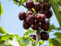 Halfstam dikke Kersenboom 'Lapins' - thumbnail