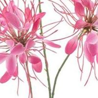 Spider flower spray red 94 cm kunstbloem Erutan Avon - Erutan avon - thumbnail