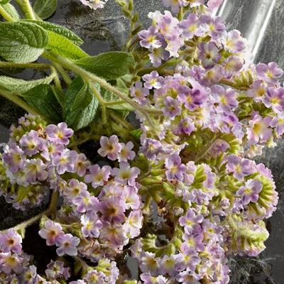 Dolce & Gabbana Q Intense Eau de Parfum Spray 100 ml Dames Dolce & Gabbana Q Intense Eau de Parfum Spray 100 ml Dames