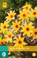 Dahlia Bishop Of York 1 bol - Jub - thumbnail