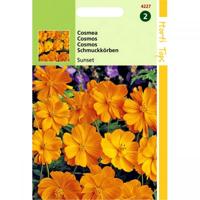 Zaden Cosmos Cosmea Sunset Oranje-Rood Hortitops - Hortitops - thumbnail