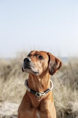 Trainingshalsbanden voor honden Trixie Be Nordic Zwart Zand S/M 40 cm - thumbnail
