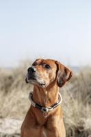 Trainingshalsbanden voor honden Trixie Be Nordic Zwart Zand S/M 40 cm - thumbnail