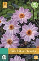 Dahlia Bishop Of Leicester roze 1 bloembol Dahlia JUB - Jub - thumbnail