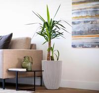 Capi nature groove nl elegant laag bloempot 34x46 cm zwart, goud - thumbnail