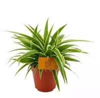 Eden Collection - Chlorophytum Comosum Ocean XL - thumbnail