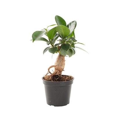 Mini Ficus Ginseng (Microcarpa) - P 6 cm Mini Ficus Ginseng (Microcarpa) - P 6 cm