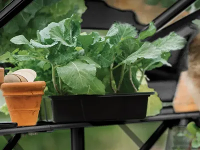 Royal Well | Schap Anne II | Zwart