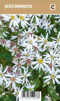 Vips Aster Divaricatus - Sneeuwster-aster Vips Aster Divaricatus - Sneeuwster-aster