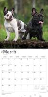 Franse Bulldog Kalender 2026 - thumbnail