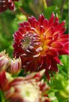 Dahlia Akita bloembol JUB 1 stuks - Jub - thumbnail