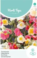Zaden Helianthemum Zonneroosje gemengd Hortitops - Hortitops - thumbnail