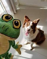 Pawise Big Eyes Funky Frog 29cm - thumbnail