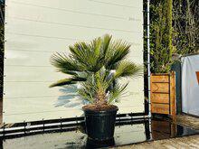 Palmboom - Chamaerops Humilis