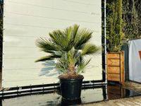 Palmboom - Chamaerops Humilis - thumbnail