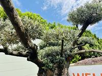 Olijfboom Pon Pon - Olea Europea - thumbnail
