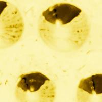 Iittala Kastehelmi Waxinelichthouder Lemon - thumbnail