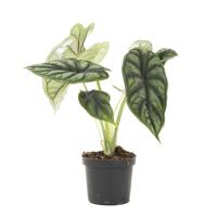 Alocasia Dragon Scale (mini) - P6 - thumbnail