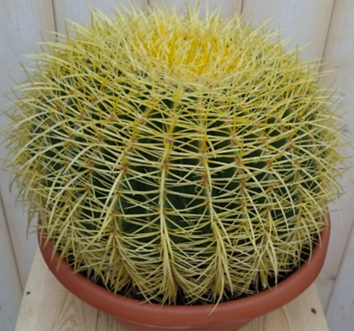 Cactus schoonmoedersstoel groot 20cm dia. kamerplant Echinocactus Warentuin Natuurlijk - Warentuin natuurlijk Cactus schoonmoedersstoel groot 20cm dia. kamerplant Echinocactus Warentuin Natuurlijk - Warentuin natuurlijk