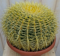 Cactus schoonmoedersstoel groot 20cm dia. kamerplant Echinocactus Warentuin Natuurlijk - Warentuin natuurlijk - thumbnail