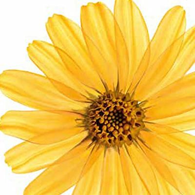 Kneipp Massageolie Arnica
