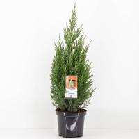 Juniperus chinensis stricta 65 cm Conifeer Chinese jeneverbes Warentuin Natuurlijk - Warentuin natuurlijk - thumbnail