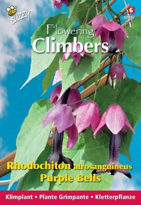Zaden Flowering Climbers Rhodochiton Purple Bells Buzzy - Buzzy