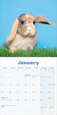 Rabbits - Lop Eared Calendar 2026 Square Animal Wall Calendar - 16 Month