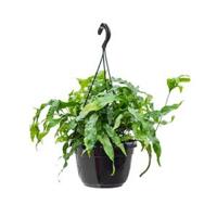 Microsorum diversifolium varen hangplant - thumbnail