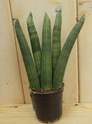 Mini/Klein Kirkii Vrouwentong Sansevieria Mini kamerplant Dracaena Warentuin Natuurlijk - Warentuin natuurlijk