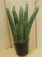 Mini/Klein Kirkii Vrouwentong Sansevieria Mini kamerplant Dracaena Warentuin Natuurlijk - Warentuin natuurlijk - thumbnail