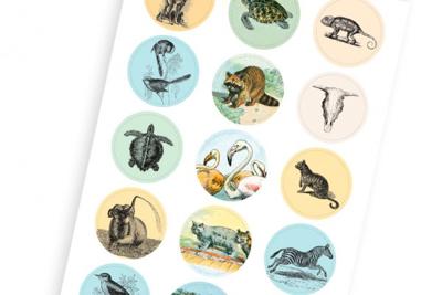 Natural History (Paperback)