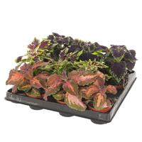 Siernetel - Coleus Blumei - P6 (12 stuks) - thumbnail