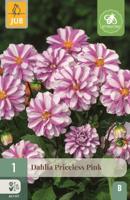 Dahlia priceless pink - thumbnail