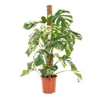 Monstera Variegata (mosstok) - P 24 cm - thumbnail
