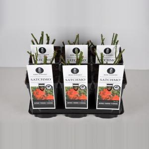 Trosroos (rosa "Satchmo"®) - C3 - 1 stuks