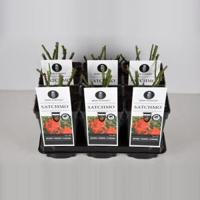 Trosroos (rosa "Satchmo"®) - C3 - 1 stuks - thumbnail