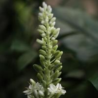 Eremurus Kunsttak 110cm Creme - thumbnail