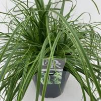 Zegge (Carex oshimensis "Everlime") siergras - In 5 liter pot - 1 stuks - thumbnail