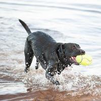KONG AIRDOG FOOTBALL GEEL LARGE 17X10,5 CM - thumbnail