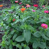 Eenjarige Zinnia bloemzaden – Zinnia Giants of California Mix - thumbnail