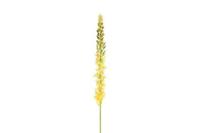 Decostar zijdebloem Eremurus 107 cm geel - thumbnail
