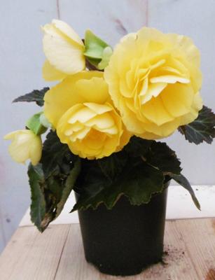 3 stuks! Knolbegonia Tuberhybrida geel Knolbegonia Warentuin Natuurlijk - Warentuin natuurlijk