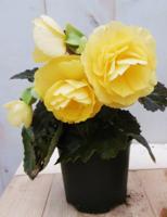 3 stuks! Knolbegonia Tuberhybrida geel Knolbegonia Warentuin Natuurlijk - Warentuin natuurlijk - thumbnail