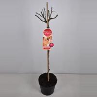 Grootbloemige roos op stam Parfum de Nature (rosa "Acapella"®) - Op stam 90 cm - 1 stuks - thumbnail