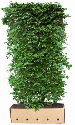 Kant & klaar haag Cornus mas 200 x 100 cm breed Gele kornoelje Quickhedge - Quickhedge