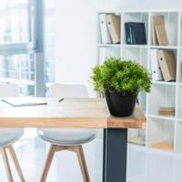 Senecio vetplant 30cm - thumbnail