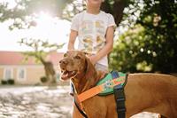 JK9® Paw Patrol Hondentuig Rocky - Maat M - thumbnail