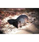 Animal Essences Armadilla (gordeldier) 30 Milliliter - thumbnail